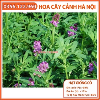 GIỐNG CỎ LINH LĂNG ALFALFA - SIÊU DINH DƯỠNG - THỨC ĂN GIA SÚC - 100g