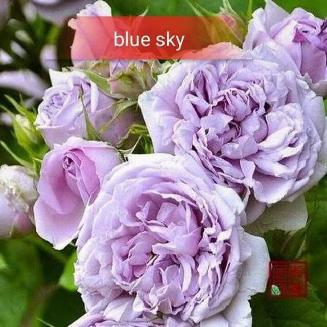 combo 10 cây hoa ngoại blue sky