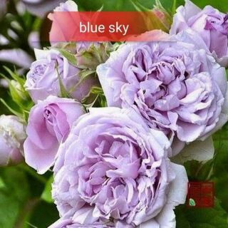 Combo 10 cây hoa ngoại blue sky