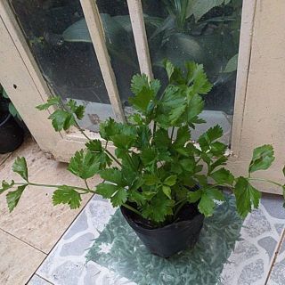 Chậu rau cần tàu