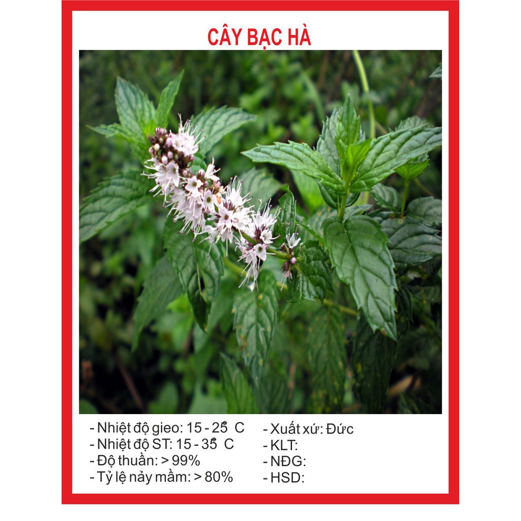 Cây bạc hà - 100 hạt