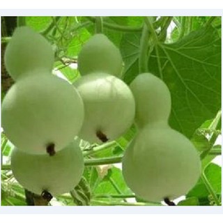 Combo 4 gói hạt giống bầu bí (1 bầu hồ lô + 1 bí xanh dài + 1 bầu sao + 1 bí hạt đậu)