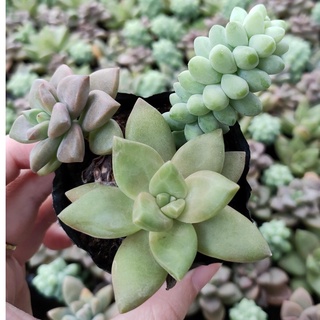 Sen đá bầu đen MINI SIÊU CUTE - Vườn ĐÀ LẠT