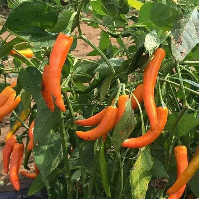 Hạt giống Ớt cam chỉ địa siêu cay nhập thái lan nguyên gói 0.5gr (~70 hạt) (Yellow Pepper)