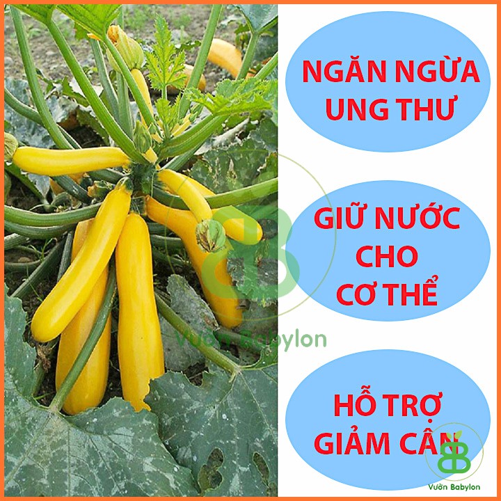 Hạt Giống Bí Ngòi Vàng (Bí Ngồi) F1 Dễ Trồng, Năng Suất Cao 1gr