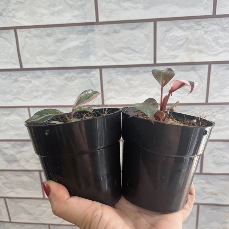 Cây công chúa Hồng philodendron pink princess marble kiểng lá