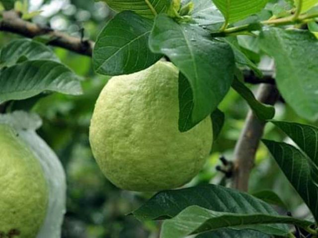 Ổi Đài Loan Lê... đang trái