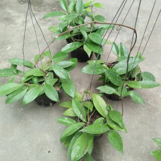 giò hoa lan cẩm cù, hoa màu đỏ đã thuần chậu