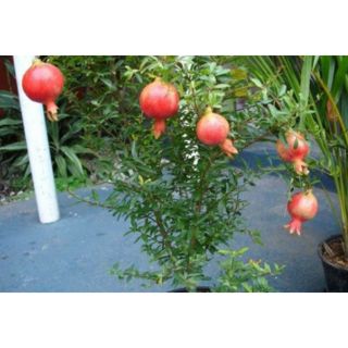 Cây lựu Thái (lùn) trái đỏ ngọt  (cây chắc khỏe đang có hoa sắp trái)