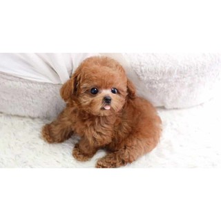 Đồ Ăn Cho Chó Con Pedigree Vị Gà 400g