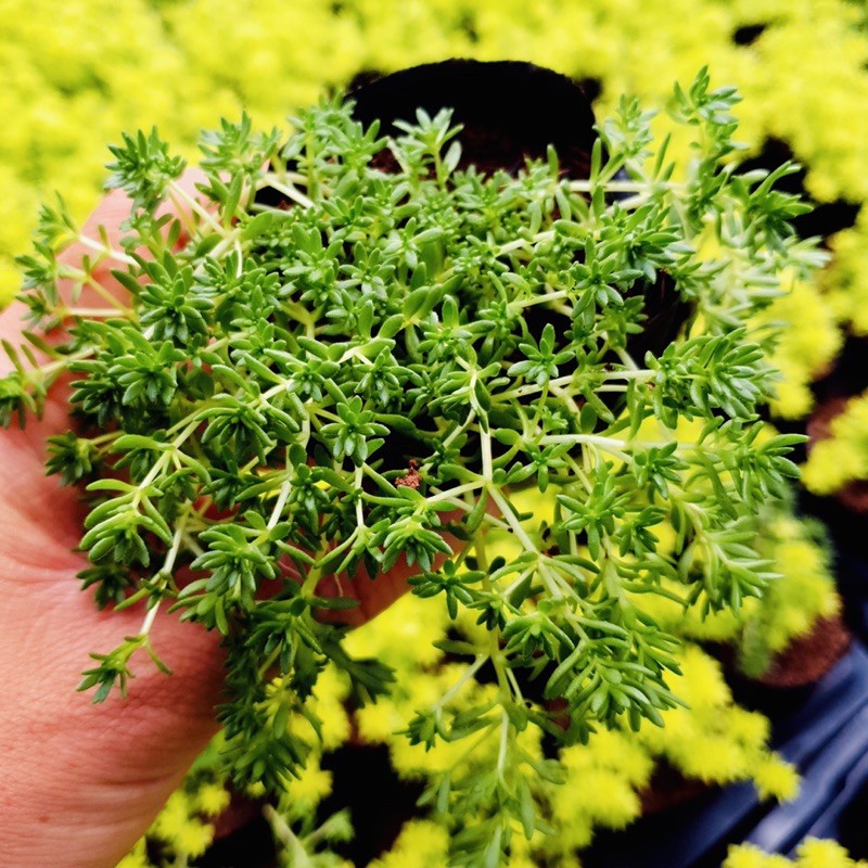 Sen đá sedum xanh SONDA GARDEN size bé 4-5cm, xuất xứ Đà Lạt, khoẻ đẹp, lỗi 1 đổi 1