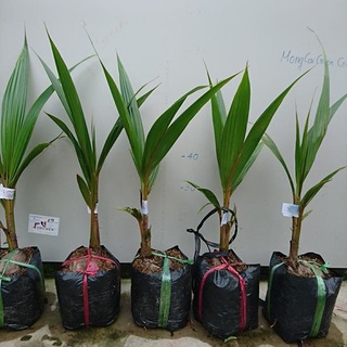 Cây giống dừa lửa lùn