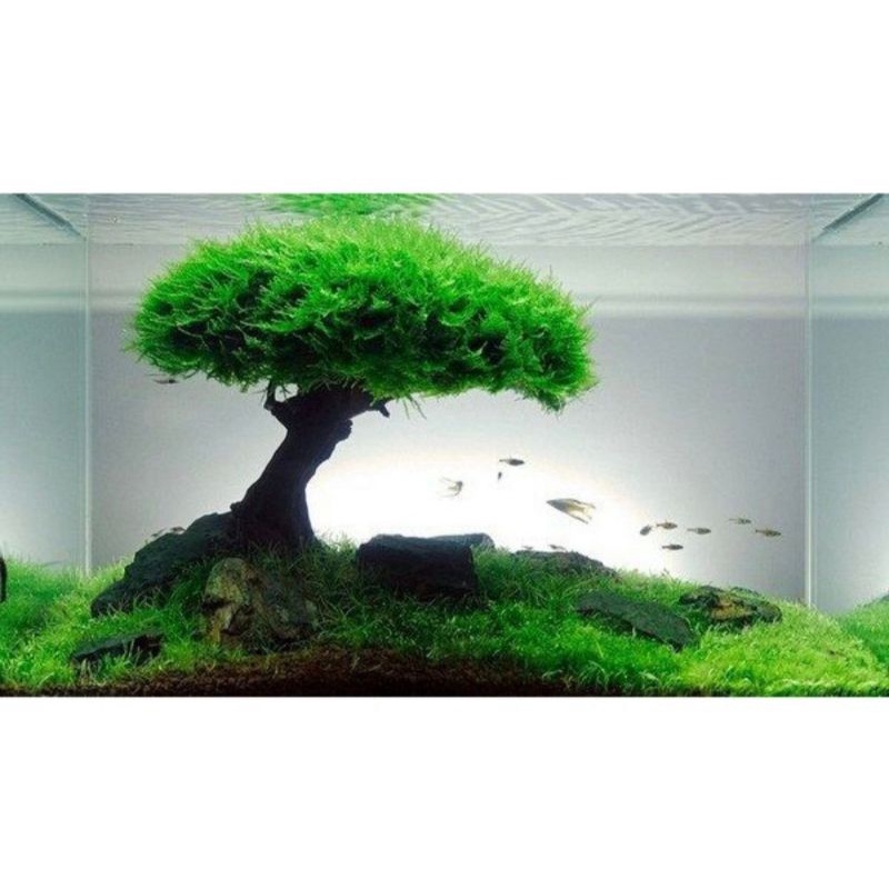 Rêu mini taiwan, up fiss, flame, wepping lá nước. Các dòng rêu dán lũa bonsai