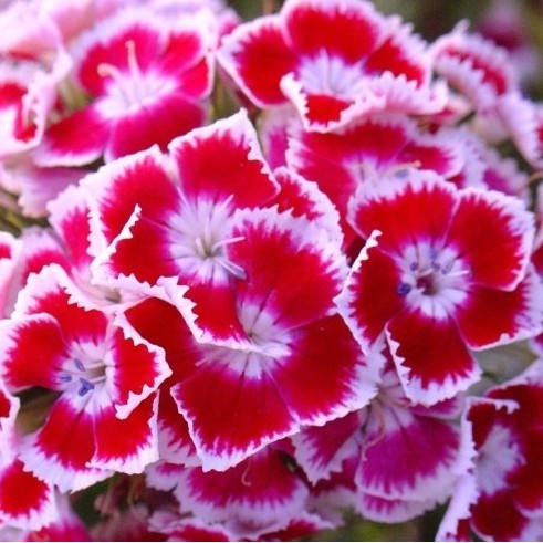 Hạt Giống Hoa Cẩm Chướng F1 Loại Siêu Dễ Trồng dễ chăm sóc kháng sâu bệnh [ Gói 50gram,100gram,200gram]