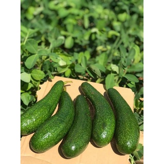 Bơ 034 organic