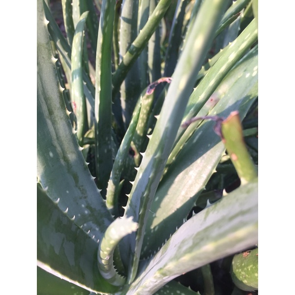 Cây giống nha đam 1 cây