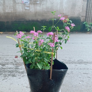 Cây Diễm Châu Tím