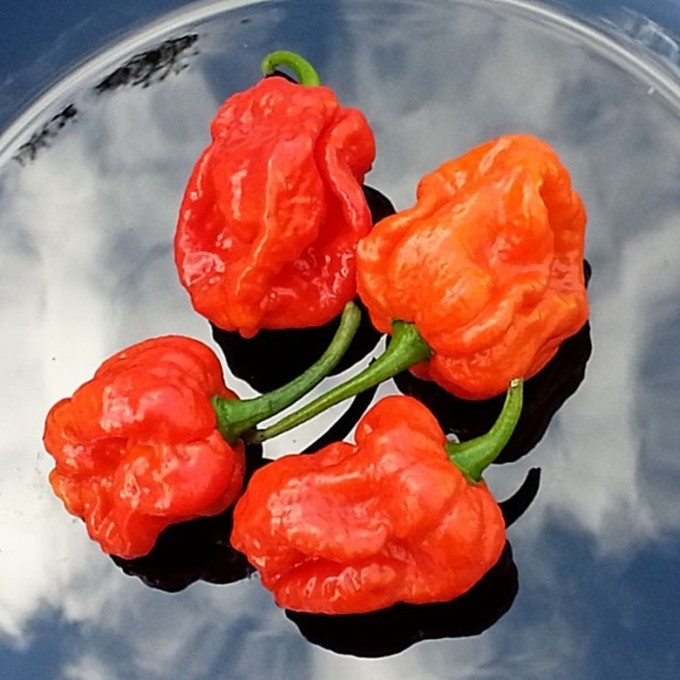 Hạt Giống Ớt - Cay Nhất Thế Giới C.Reaper ( Capsicum Chinense)