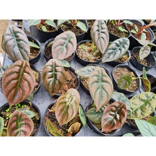 cây Alocasia cuprea