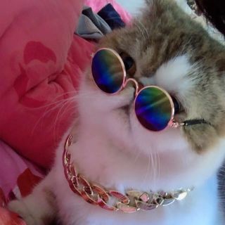 Mắt kính cho chó mèo thú cưng