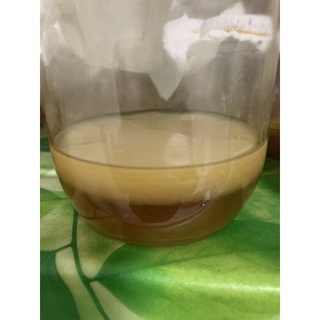 Combo Scoby kèm nước mồi làm trà Kombucha