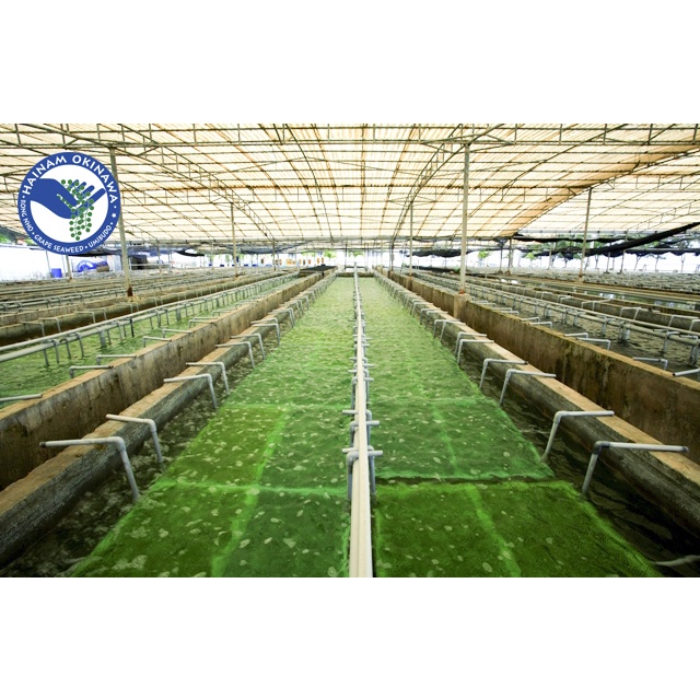 COMBO RONG NHO TÁCH NƯỚC 20G NỞ RA GẤP ĐÔI KÈM XỐT MÈ RANG 15ML
