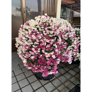 cây giống cúc đổi màu