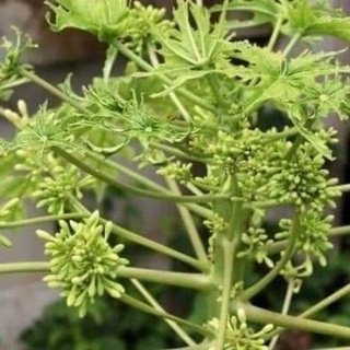 hạt giống hoa đu đủ đực gói 10 hạt