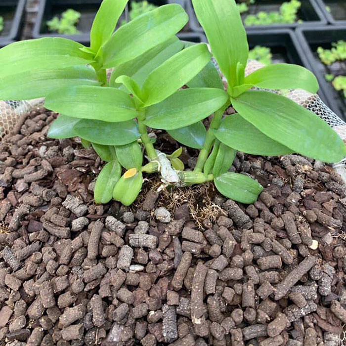 Phân dơi nén cao cấp 100% Organic 1KG đã qua xử lý dùng cho hoa lan, cây kiểng rau màu