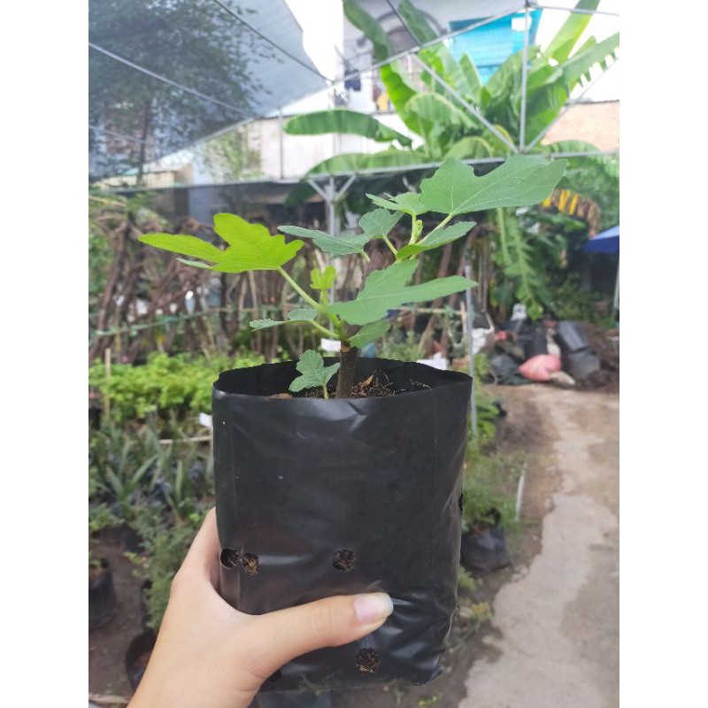 cây sung mỹ giống