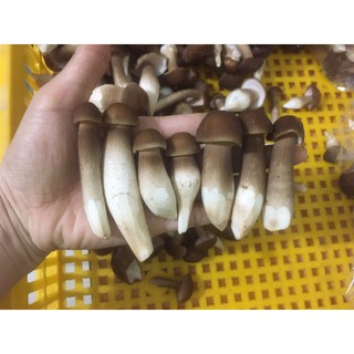 Phôi Nấm Mối Đen (01 kiện hàng 6 bịch )Chưa có Sơ Dừa