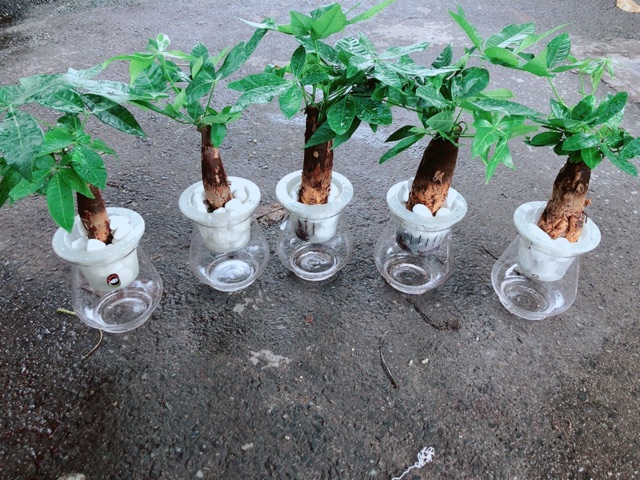 Chậu Kim Ngân 1 Thân Trồng Thuỷ Sinh