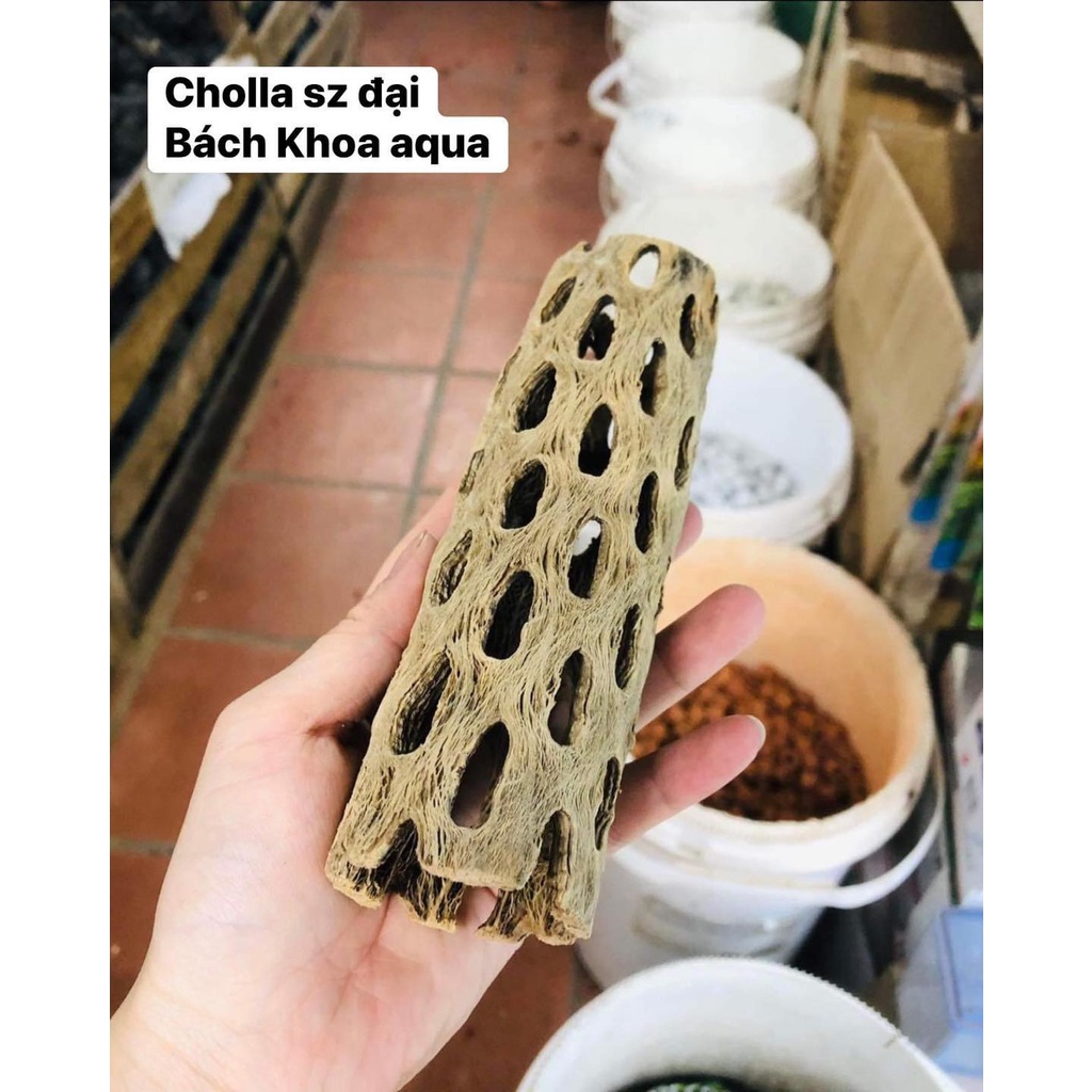 Lũa Cholla 15cm đủ size