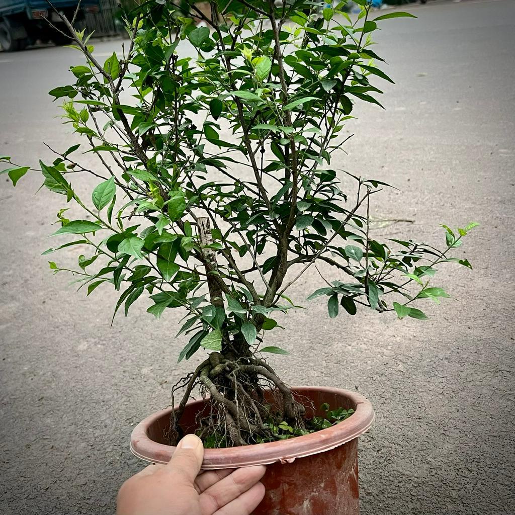 Cây Nhất Chi Mai bonsai