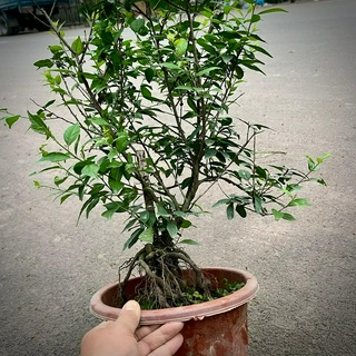 Cây Nhất Chi Mai bonsai (ảnh thật số 2)