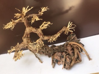 Lũa Bonsai thả bể cá thuỷ sinh C25xD30