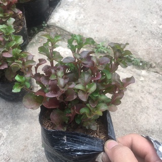 Cây Diệu Đỏ (Điệu Kỷ Đỏ) <HÀNG NHƯ HÌNH>