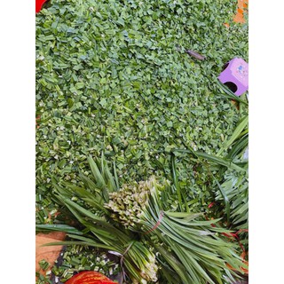 100gr Lá Nếp (Lá Dứa) Thơm Khô , sạch sẽ.