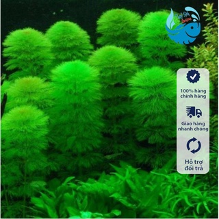 Cây thuỷ sinh La Hán Xanh, Đỏ (Không cần CO2)