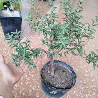 Cây ổi lá rí bonsai