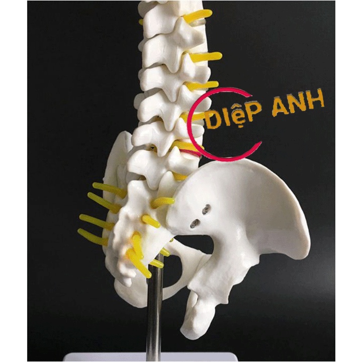 Mô hình xương cột sống cao 45cm- Mô hình giải phẫu cột sống