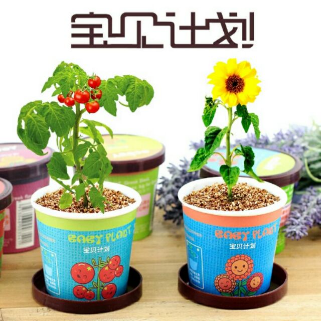 Set trồng cây DIY