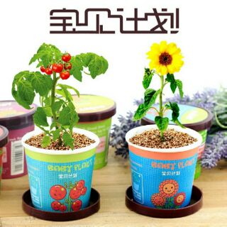 Set trồng cây DIY