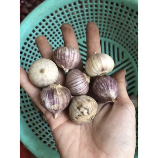 Tỏi Cô đơn