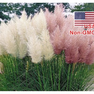 Hạt Giống Cỏ Bông Lau Mỹ - Mix Hồng Trắng