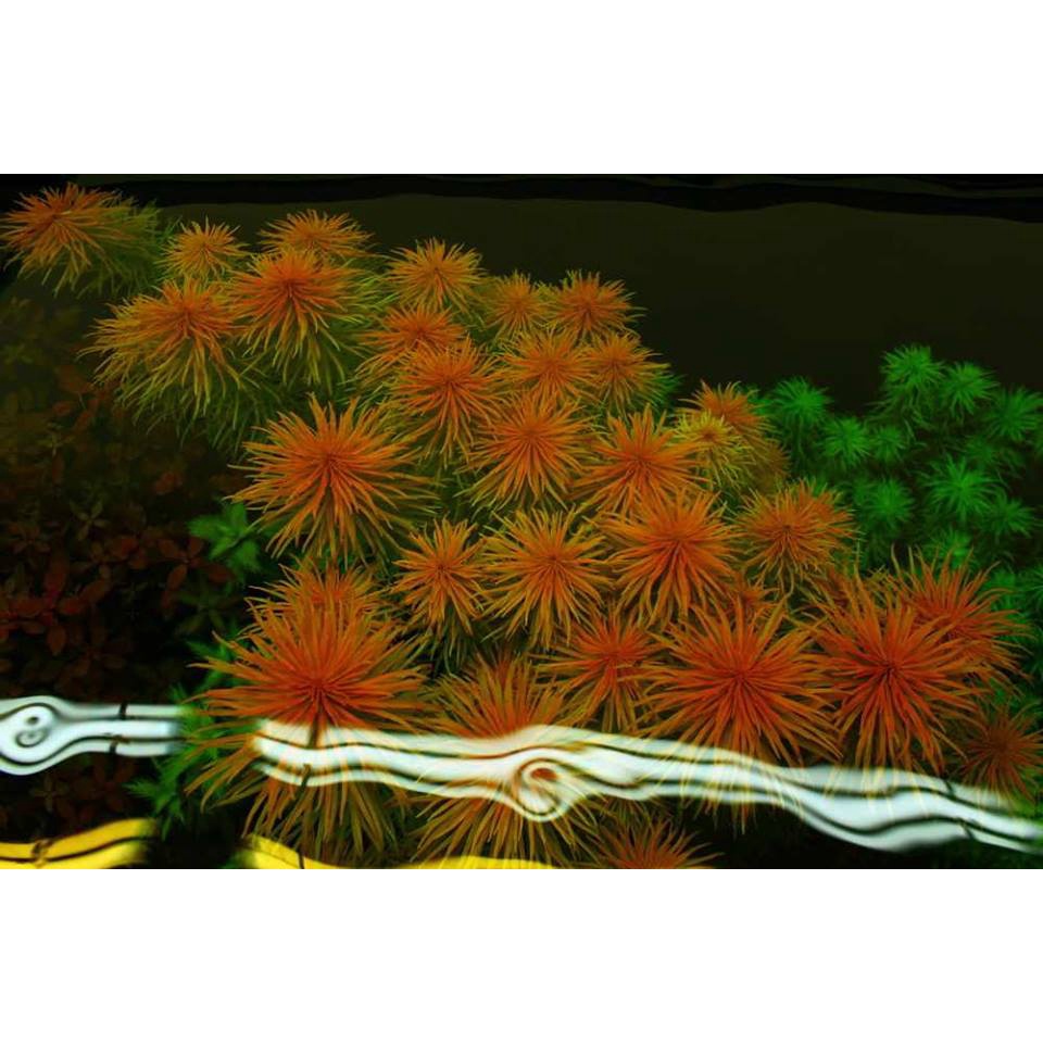 Cây thủy sinh Hồng Thái Dương - lá cạn màu xanh - 12 ngọn