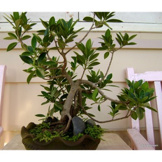 Cây da Nhật bản- Trang trí sân vườn- Decor -Phong thuỷ- Cây hoa kiểng Đồng Tháp