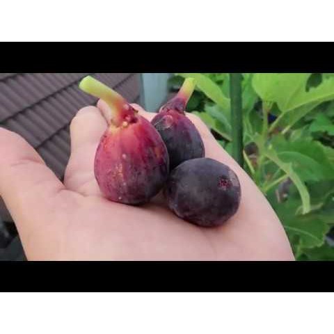 Cây giống Violette de Bordeaux Fig Tree (French Fig) - giống sưu tầm siêu thơm, ngọt