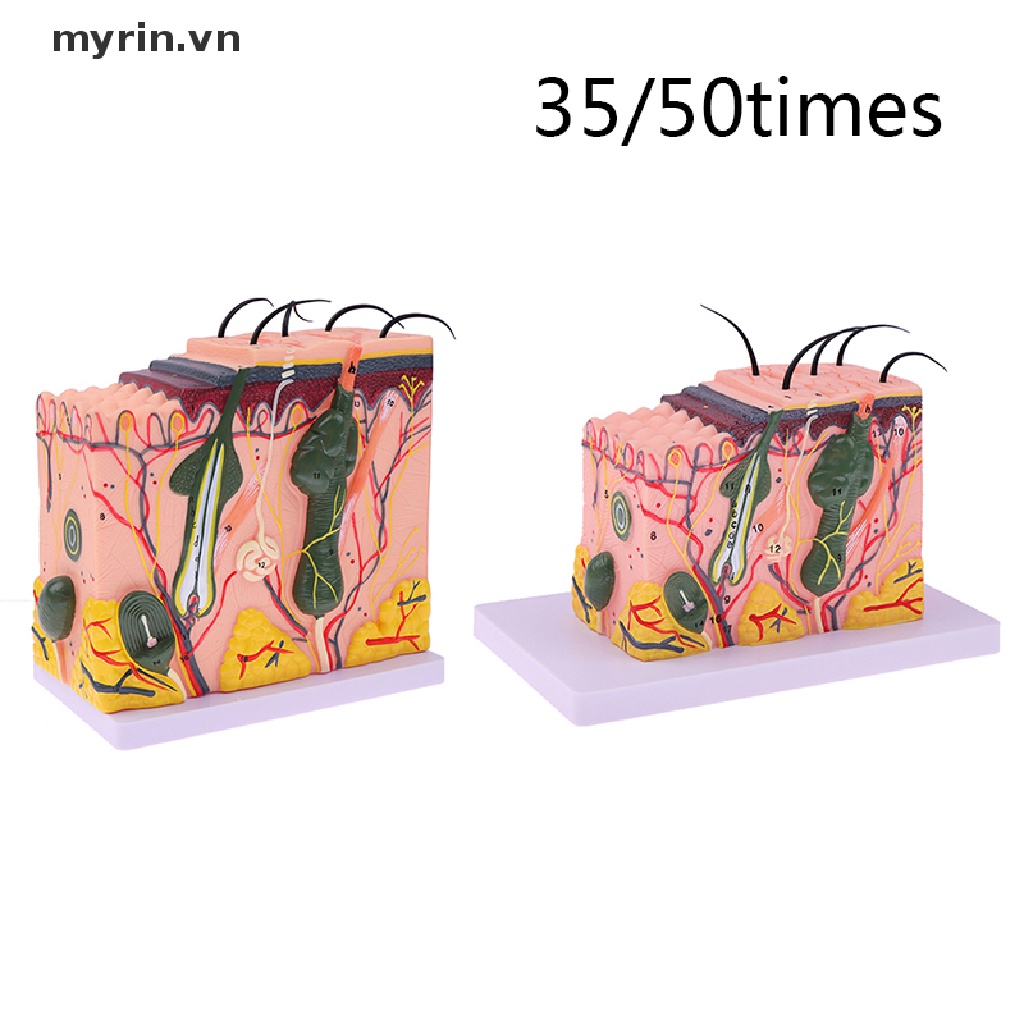 Mô Hình Cấu Trúc Da Giải Phẫu Cơ Thể Người 35 / 50 Giờ