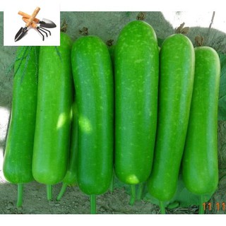 ⚡️ HẠT GIỐNG BẦU SAO LAI QUẢ NGẮN F1⚡️ DỄ  TRỒNG ĂN SIÊU NGON TRỒNG HOA TẾT